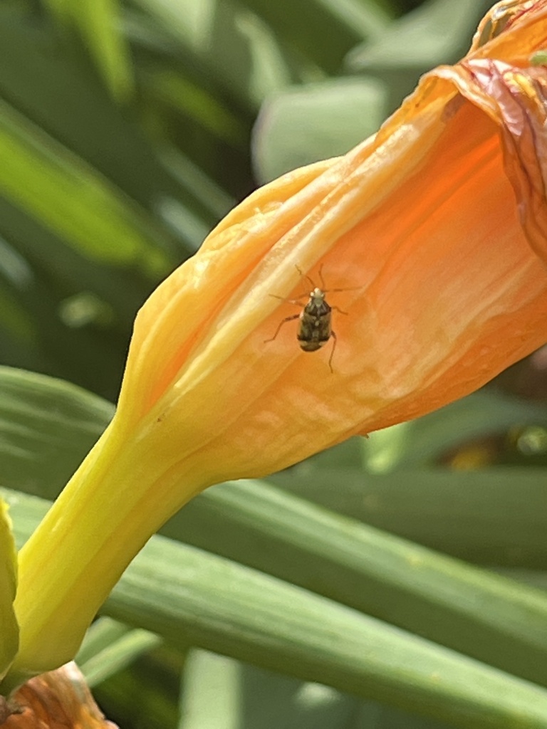 Plant Bugs from Garland St E, West Salem, WI, US on July 22, 2022 at 04