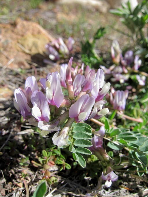 Astragalus iodanthus var. iodanthus