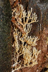 Phaeoclavulina ochracea