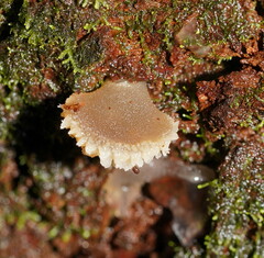 Pseudohydnum tasmanicum