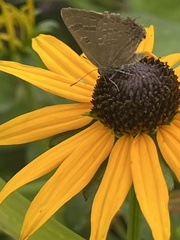 Satyrium caryaevorus