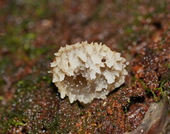 Pseudohydnum tasmanicum