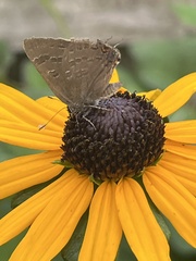 Satyrium caryaevorus