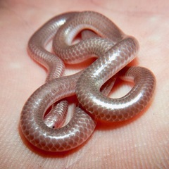 Rena humilis humilis