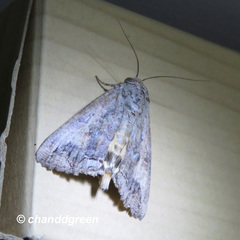 Hypocala deflorata