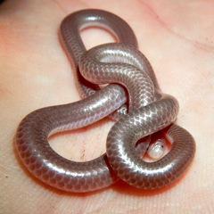 Rena humilis humilis