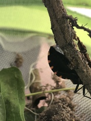Triatoma sanguisuga