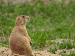 Cynomys ludovicianus