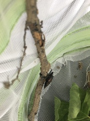 Triatoma sanguisuga