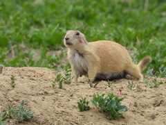 Cynomys ludovicianus