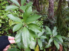 Melicytus macrophyllus