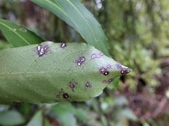 Melicytus macrophyllus