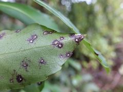 Melicytus macrophyllus