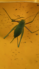 Poecilimon schmidtii