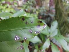 Melicytus macrophyllus