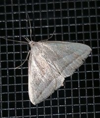 Macrochilo absorptalis