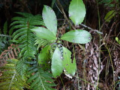 Melicytus macrophyllus