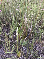 Spiranthes aestivalis