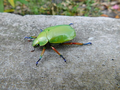 Chrysina macropus