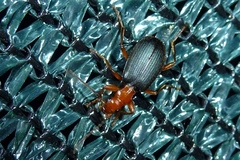 Brachinus crepitans