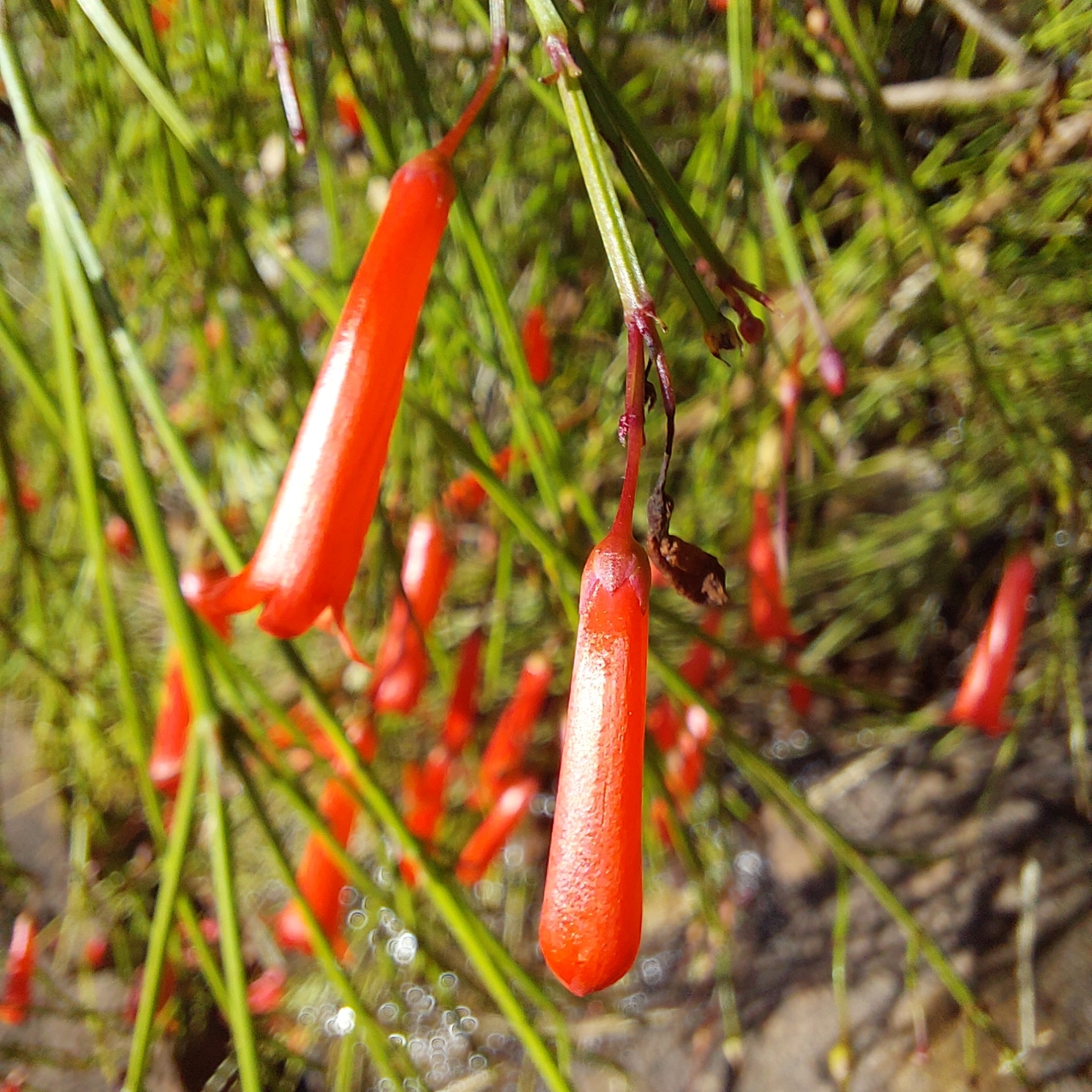 Russelia equisetiformis
