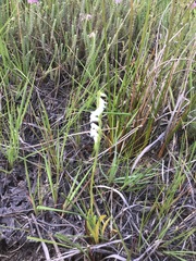Spiranthes aestivalis
