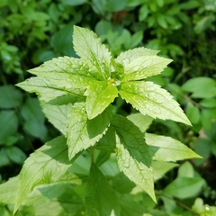 Asphondylia rosulata