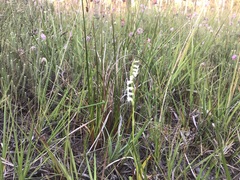 Spiranthes aestivalis