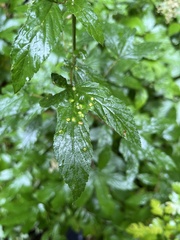 Dasineura ulmaria