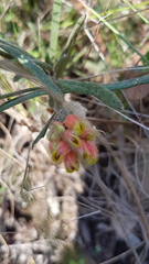 Grevillea polybractea
