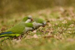 Myiopsitta monachus monachus