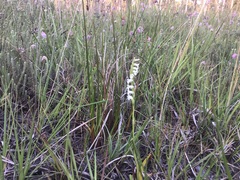 Spiranthes aestivalis