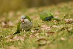 Myiopsitta monachus monachus