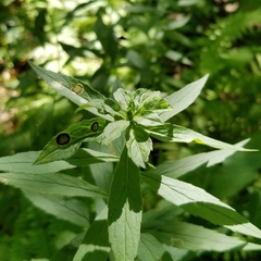 Asphondylia rosulata