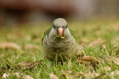 Myiopsitta monachus monachus