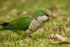 Myiopsitta monachus monachus