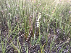 Spiranthes aestivalis