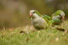 Myiopsitta monachus monachus