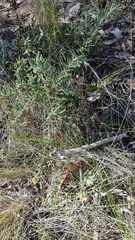 Grevillea polybractea