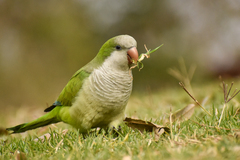 Myiopsitta monachus monachus