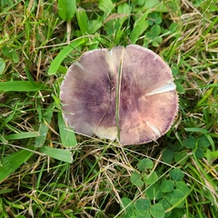 Russula sardonia