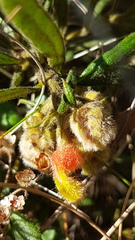 Grevillea polybractea