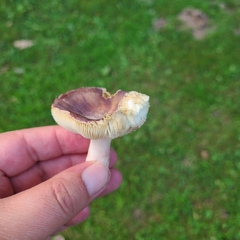 Russula sardonia
