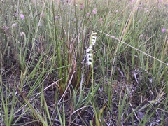 Spiranthes aestivalis