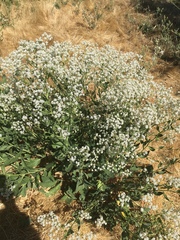 Lepidium latifolium