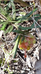 Grevillea polybractea