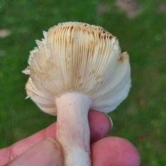 Russula sardonia