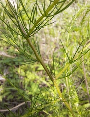 Artemisia capillaris