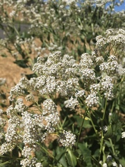 Lepidium latifolium