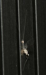 Maccaffertium terminatum